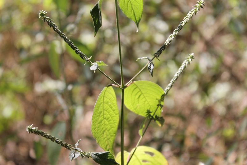Cyathula achyranthoides, photographed by Viacheslav Shalisko