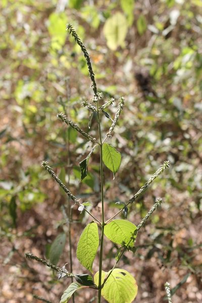 Cyathula achyranthoides, photographed by Viacheslav Shalisko