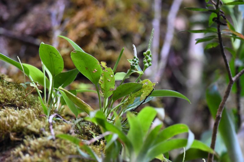 Anthurium fogdeniorum, photographed by Trevor Van Loon