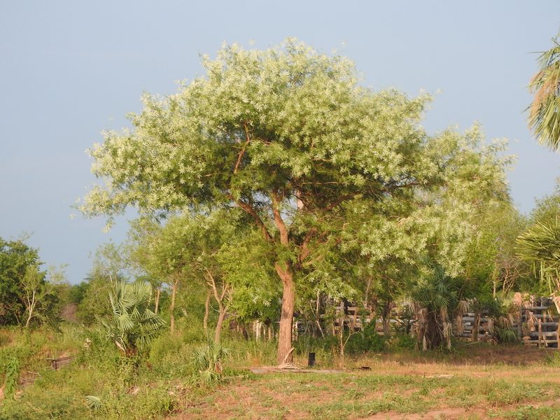Mimosa glutinosa, photographed by Luis Recalde