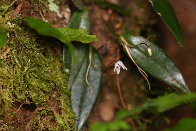 Pleurothallis eumecocaulon, photographed by Trevor Van Loon