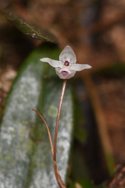 Pleurothallis eumecocaulon, photographed by Trevor Van Loon