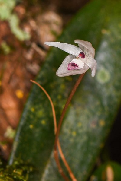 Pleurothallis eumecocaulon, photographed by Trevor Van Loon