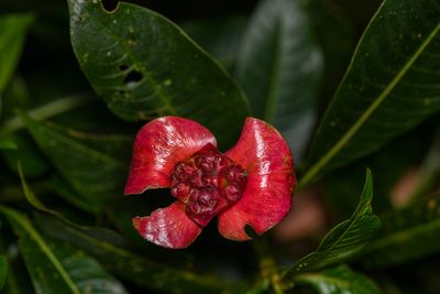 Palicourea elata, photographed by Trevor Van Loon