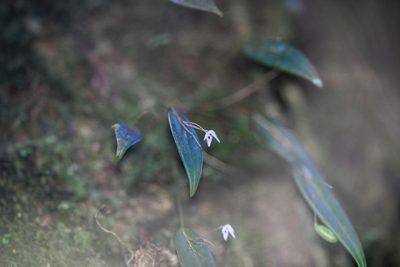 Pleurothallis eumecocaulon, photographed by Trevor Van Loon