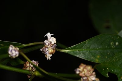 Palicourea axillaris, photographed by Trevor Van Loon