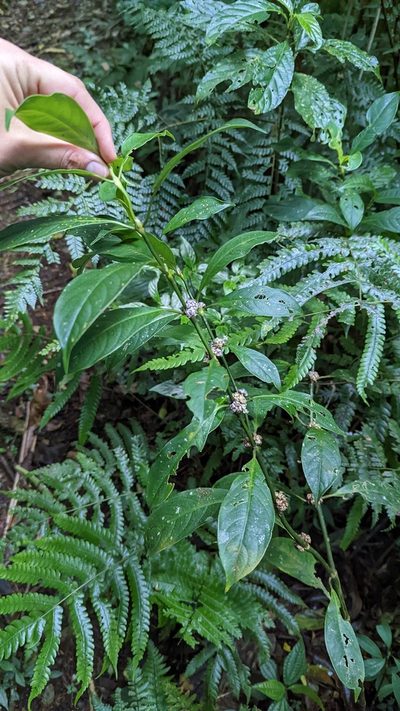 Palicourea axillaris, photographed by Trevor Van Loon