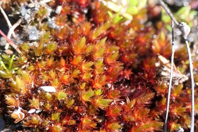 Imbribryum alpinum, photographed by Rafael Medina