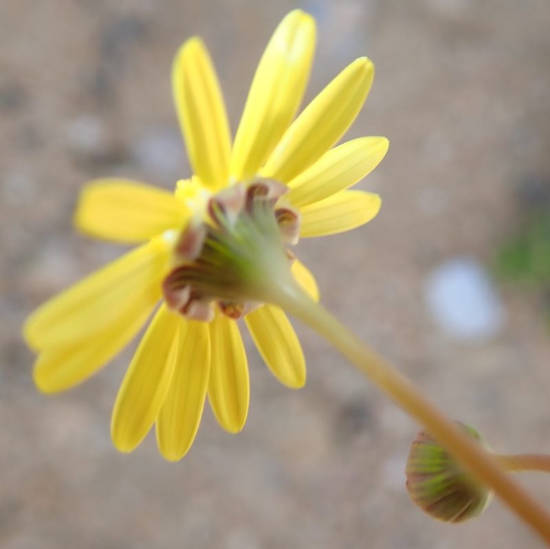 Crassothonna sedifolia, photographed by Peter Warren