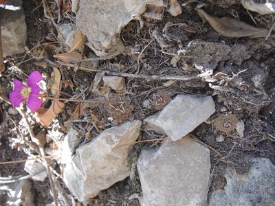 Pinguicula debbertiana, photographed by Alejandro Gómez Maya