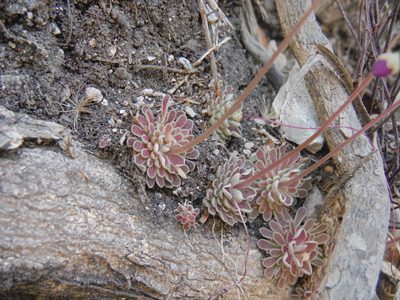Pinguicula debbertiana, photographed by Alejandro Gómez Maya