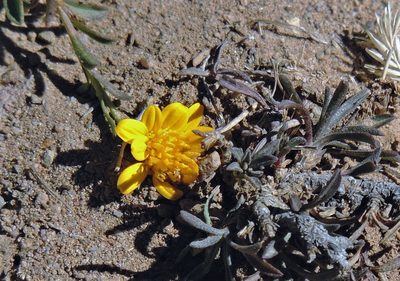Gutierrezia mandonii, photographed by Hugo Hulsberg