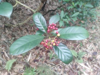 Psychotria asiatica, photographed by 四角銅鑼