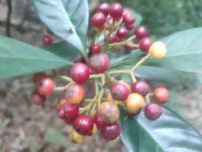 Psychotria asiatica, photographed by 四角銅鑼