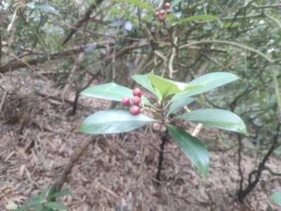 Psychotria asiatica, photographed by 四角銅鑼