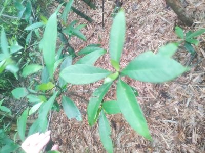 Psychotria asiatica, photographed by 四角銅鑼