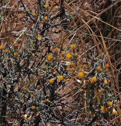Parastrephia lucida, photographed by Hugo Hulsberg