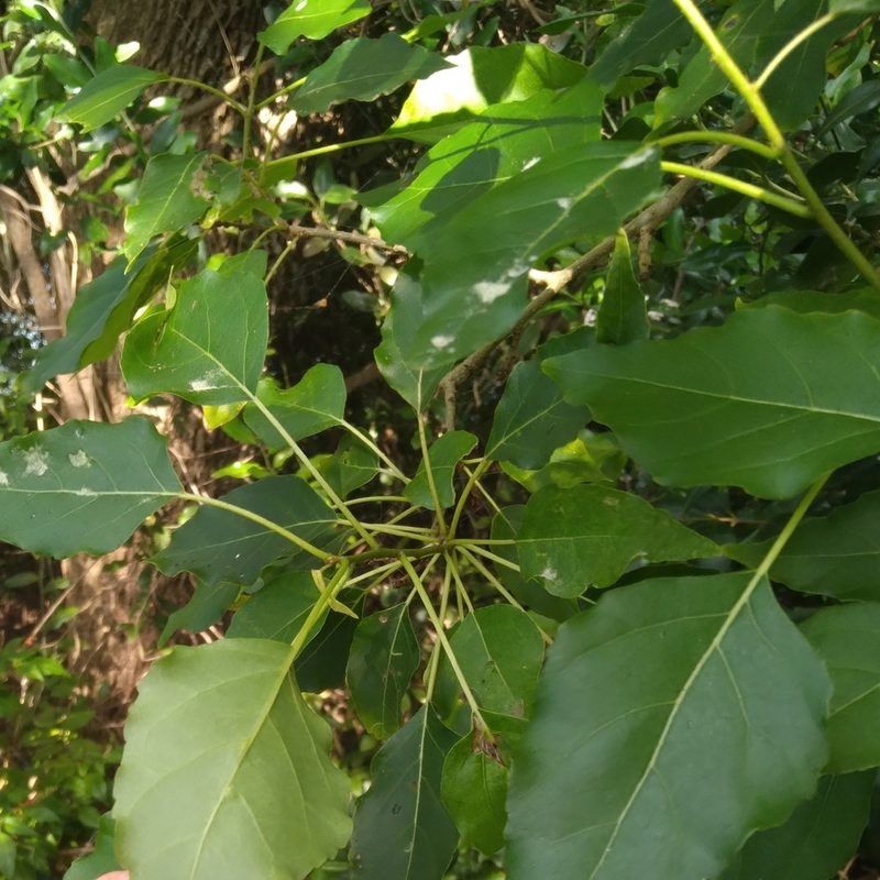 Cordia afra, photographed by Rosemary Harrison