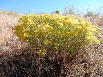 Odontarrhena muralis, photographed by Matt Lavin