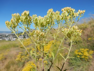 Odontarrhena muralis, photographed by Matt Lavin