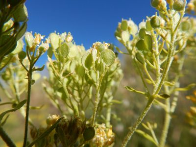 Odontarrhena muralis, photographed by Matt Lavin