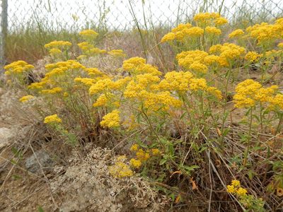 Odontarrhena muralis, photographed by Matt Lavin
