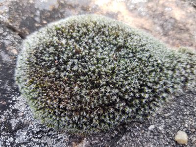 Grimmia laevigata, photographed by Leila Dasher