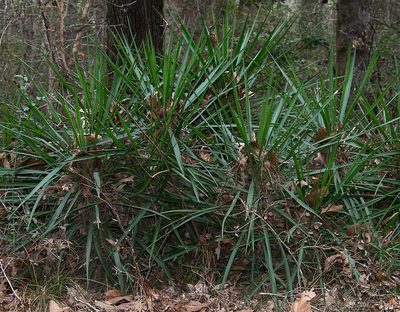 Yucca aloifolia, photographed by Mike Duran