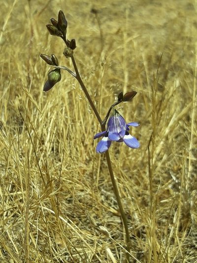 Conanthera trimaculata, photographed by David Gutiérrez