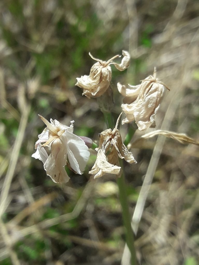 Leucocoryne foetida, photographed by David Gutiérrez
