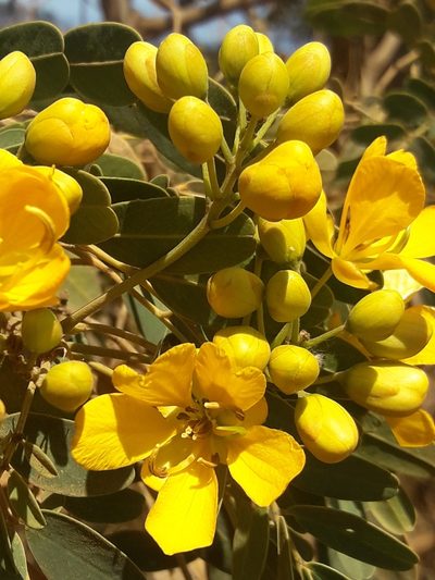 Senna candolleana, photographed by David Gutiérrez