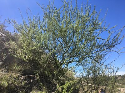 Parkinsonia praecox, photographed by Valentín Alfano