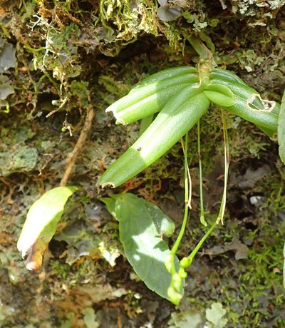 Angraecum sacciferum, photographed by Nicola van Berkel