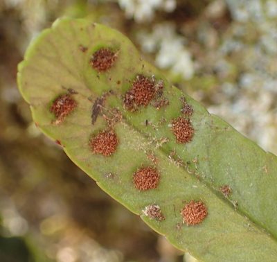 Polypodium ensiforme, photographed by Nicola van Berkel