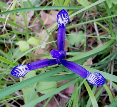 Iris sintenisii, photographed by katunchik