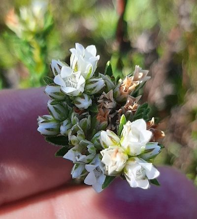 Euchaetis diosmoides, photographed by Eugene Hahndiek