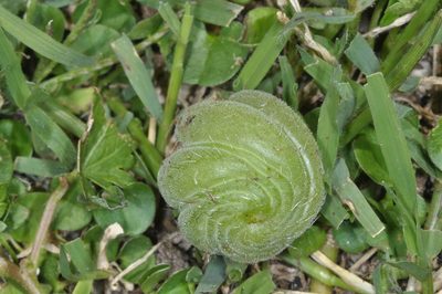 Blumenbachia hieronymi, photographed by aacocucci