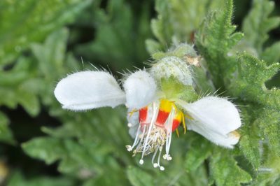 Blumenbachia hieronymi, photographed by aacocucci