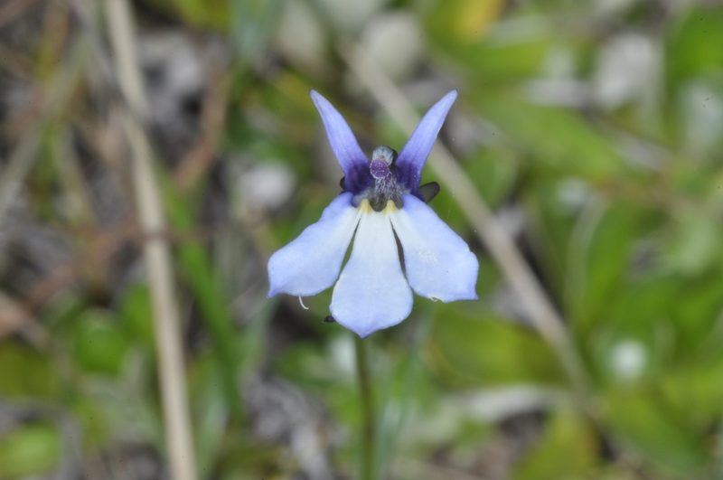 Lobelia nana, photographed by aacocucci