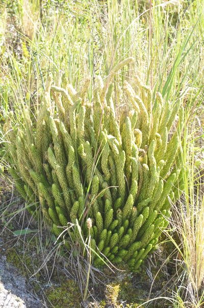 Phlegmariurus saururus, photographed by aacocucci