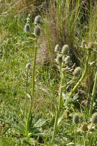 Eryngium agavifolium, photographed by aacocucci