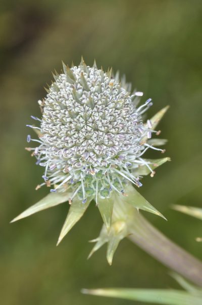 Eryngium agavifolium, photographed by aacocucci