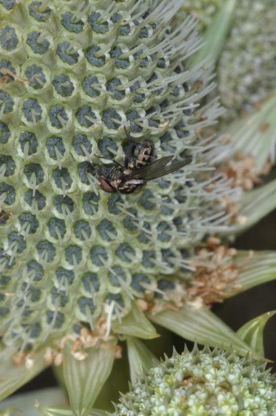 Eryngium agavifolium, photographed by aacocucci