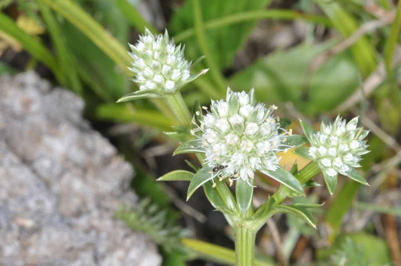 Eryngium nudicaule, photographed by aacocucci