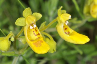 Calceolaria teucrioides, photographed by aacocucci