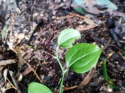 Smilax china, photographed by 四角銅鑼