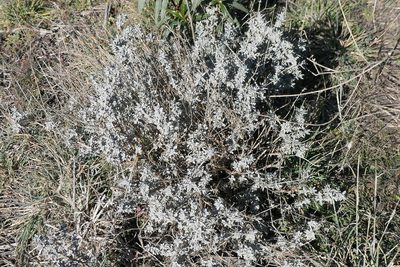 Thymus mastichina, photographed by Rafael Medina
