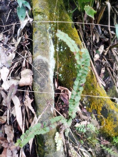 Lindsaea orbiculata, photographed by 四角銅鑼