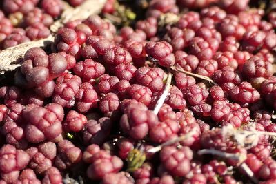 Sedum andegavense, photographed by Rafael Medina