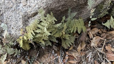 Myriopteris lindheimeri, photographed by Ian McFaul